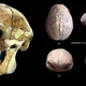 Image for article titled The Bizarre Disappearance of the Peking Man Fossil